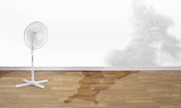 Best Basement water damage restoration  in Sunset, LA